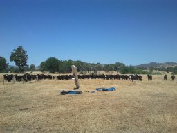 The Corryong Cup 2013