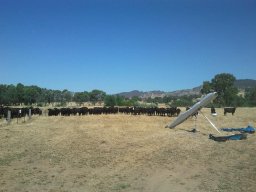 The Corryong Cup 2013